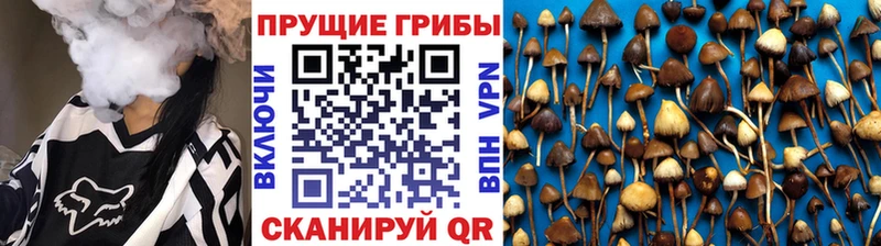 Псилоцибиновые грибы Cubensis  Светлый 
