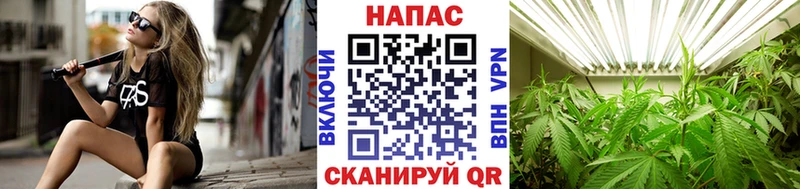 Шишки марихуана OG Kush  Светлый 